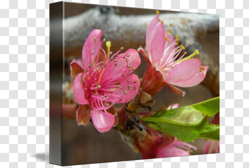 Blossom Flower Peach Petal Fine Art - Flowering Plant Transparent PNG