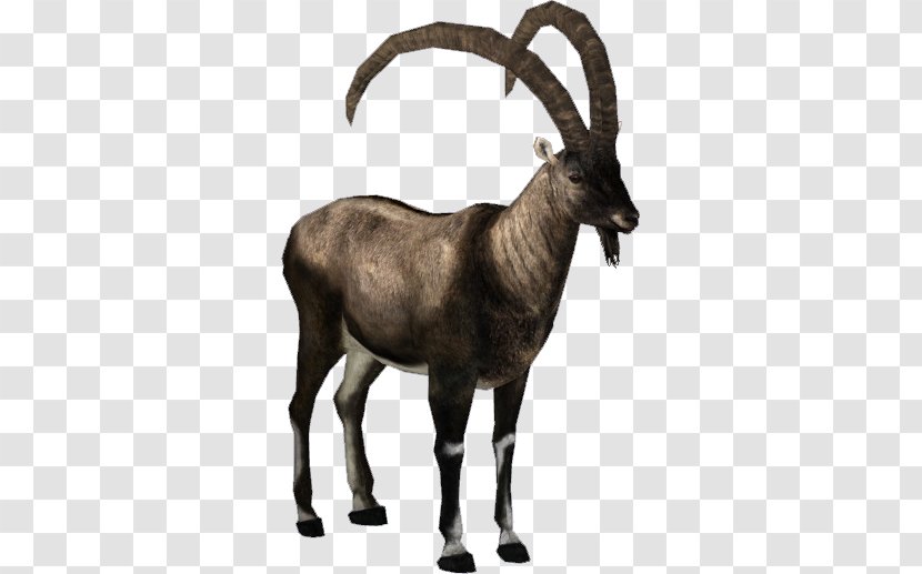 Antelope Alpine Ibex Pyrenean Goat Walia - Horn Transparent PNG