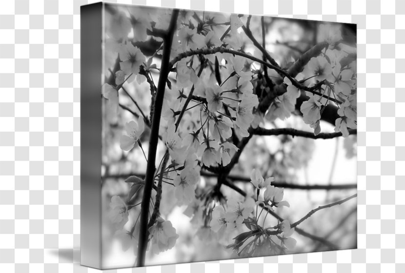 Black And White Cherry Blossom Imagekind - Petal Transparent PNG