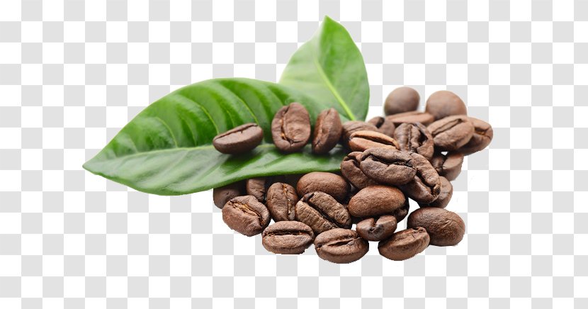 Coffee Espresso Tea Latte Cafe - Kona - Beans Transparent PNG