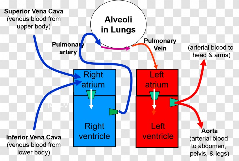 Pulmonary Circulation Heart–lung Transplant Carbon Dioxide - Molecular Orbital Diagram - Heart Transparent PNG