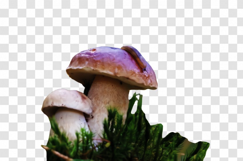 Mushroom Edible Natural Landscape Agaricomycetes Fungus - Russula Integra Agaricaceae Transparent PNG