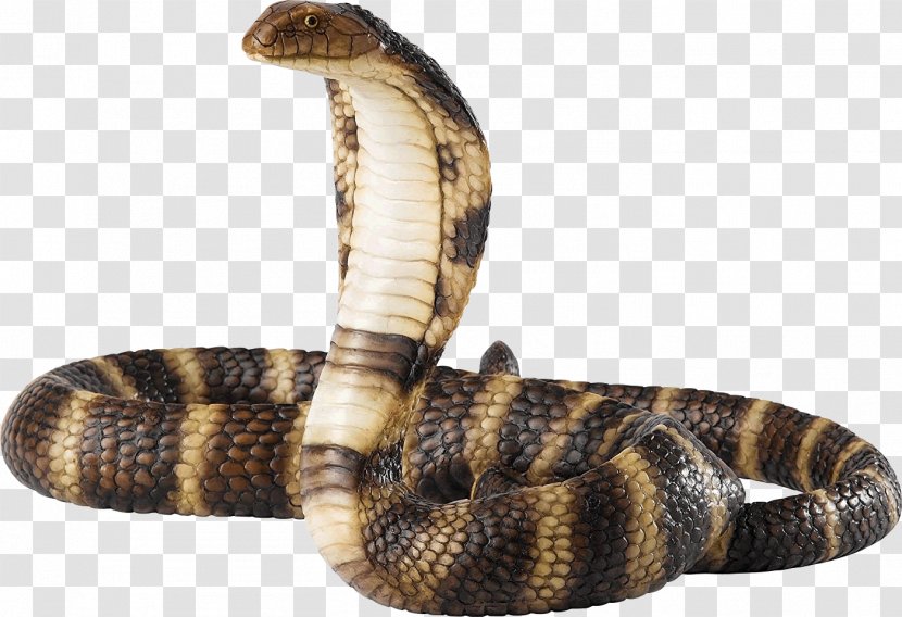 Snakes Reptile Venomous Snake Rattlesnake - Organism - 3d Transparent PNG