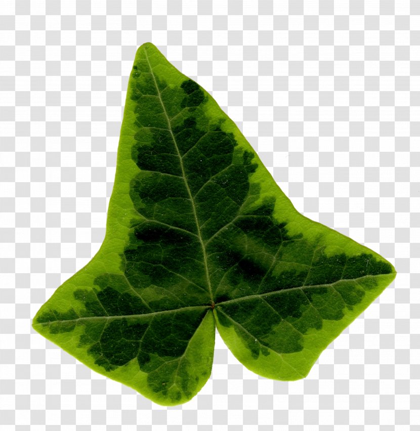 Common Ivy Leaf Araliaceae - Family Transparent PNG