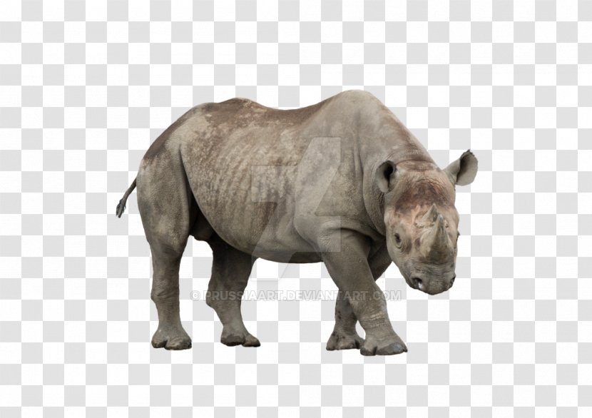 Javan Rhinoceros African Rhino Mammal Black - Animal - Indian Transparent PNG
