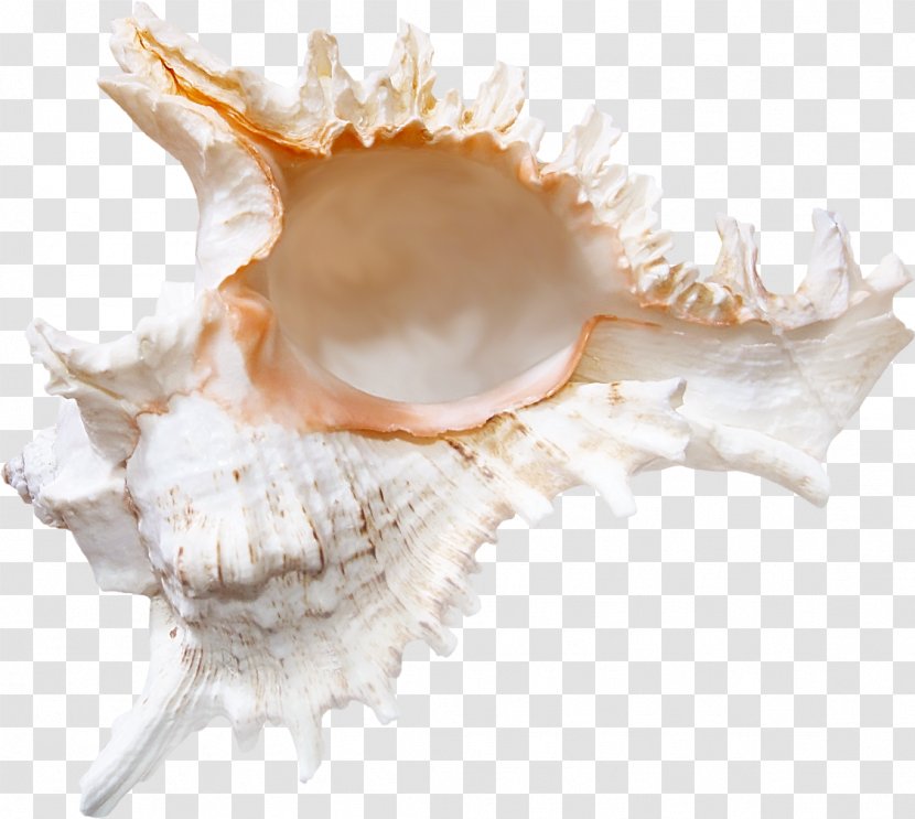 Seashell Conchology Sea Snail - Clams Oysters Mussels And Scallops - Shell Transparent PNG