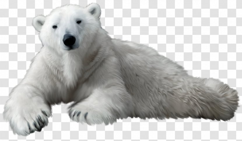 Polar Bear Kodiak Clip Art - California Grizzly - White Transparent PNG