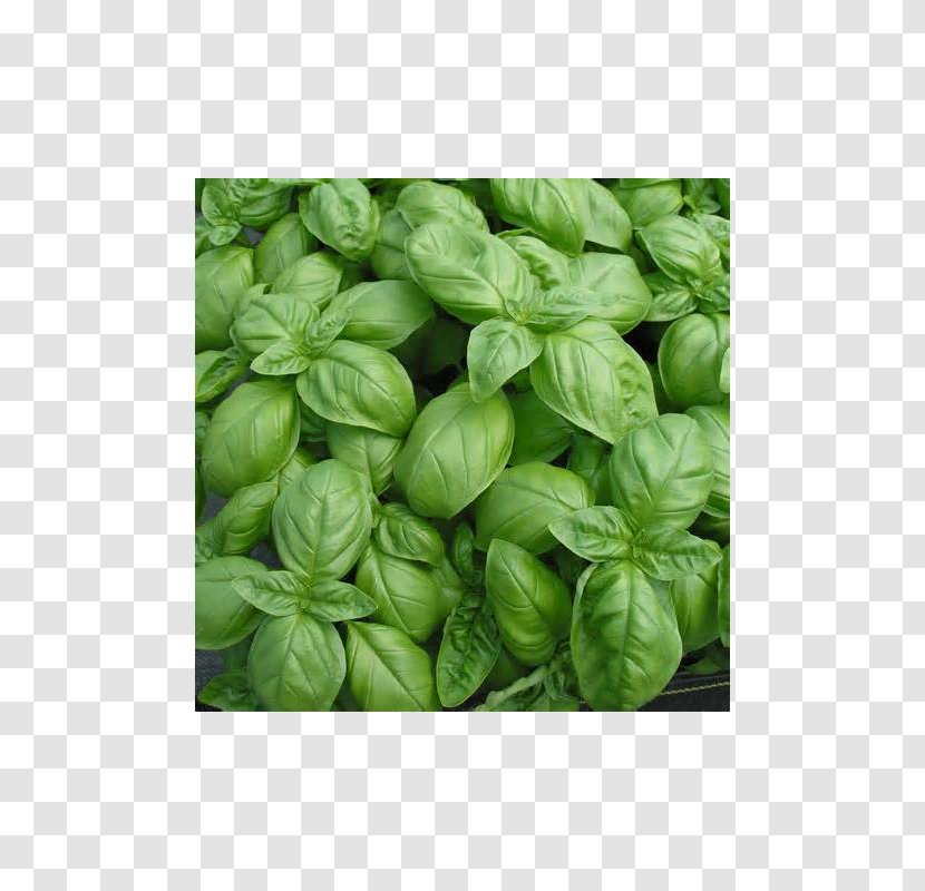 Organic Food Genovese Basil Pesto Herb - Anise - Heirloom Plant Transparent PNG