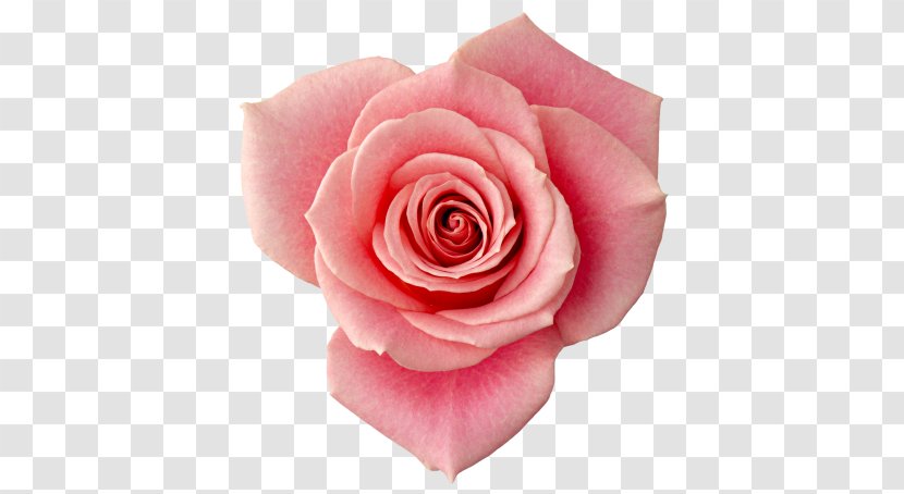 Flower Garden Roses Beach Rose Still Life: Pink Image - Peach Transparent PNG