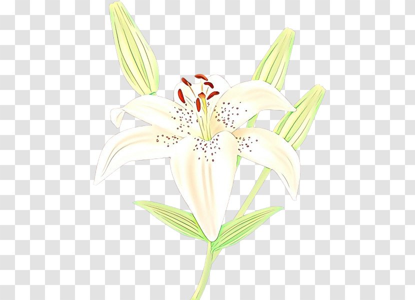 Amaryllis Jersey Lily Belladonna Plant Stem Plants - Hippeastrum Transparent PNG