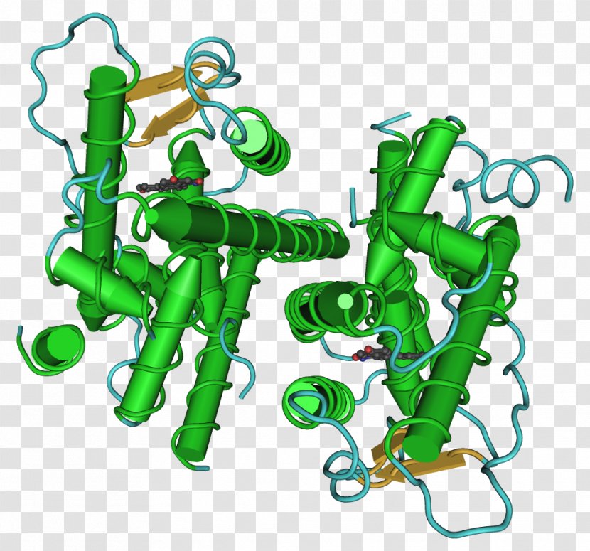 Estrogen Receptor Beta Alpha - Phytoestrogens - Christmas Ribbon Transparent PNG