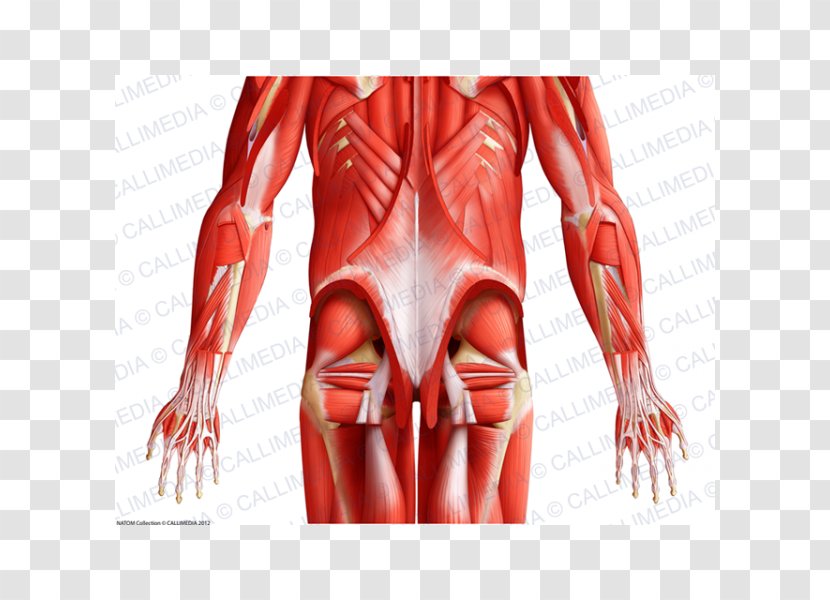 Thumb Muscle Human Body Pelvis Anatomy - Cartoon - Hand Transparent PNG