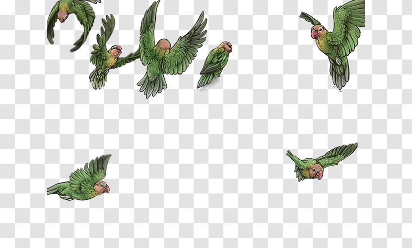 Bird Parrot Beak Feather Animal - Lovebirds Transparent PNG
