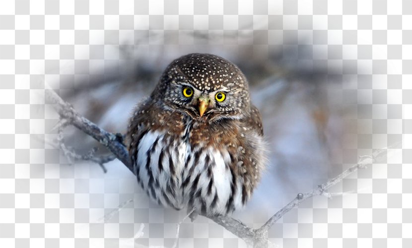 Spot-bellied Eagle-owl Bird Desktop Wallpaper Lynx - Spotbellied Eagleowl - Owl Transparent PNG