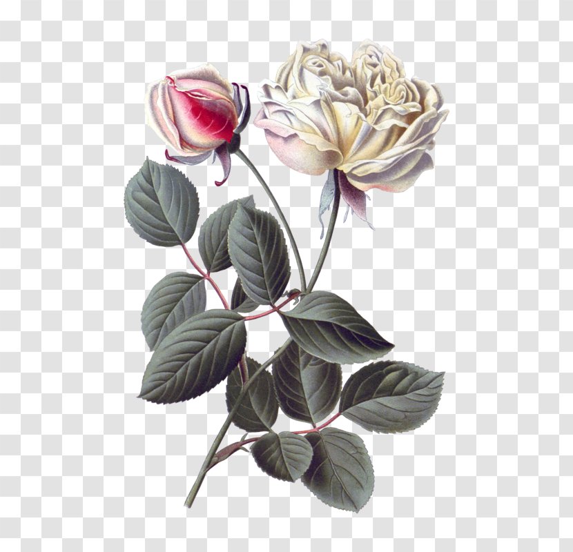 Garden Roses Cabbage Rose Botany Botanical Illustration Flower - Plant Stem Transparent PNG