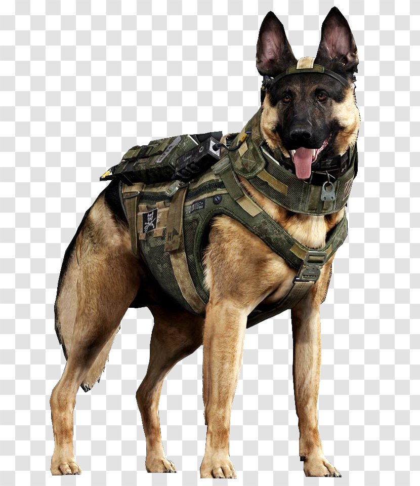 German Shepherd Call Of Duty: Ghosts Malinois Dog Dogs In Warfare Military - Police - Labrador Transparent PNG