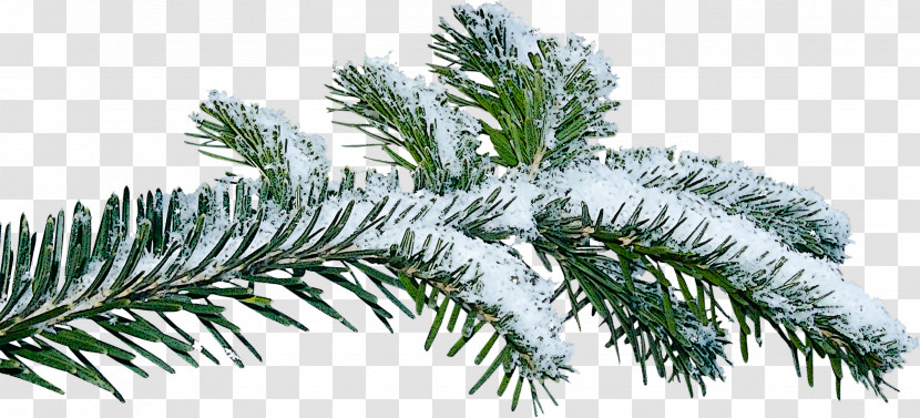 Shortleaf Black Spruce Columbian Spruce Balsam Fir Tree Jack Pine Transparent PNG