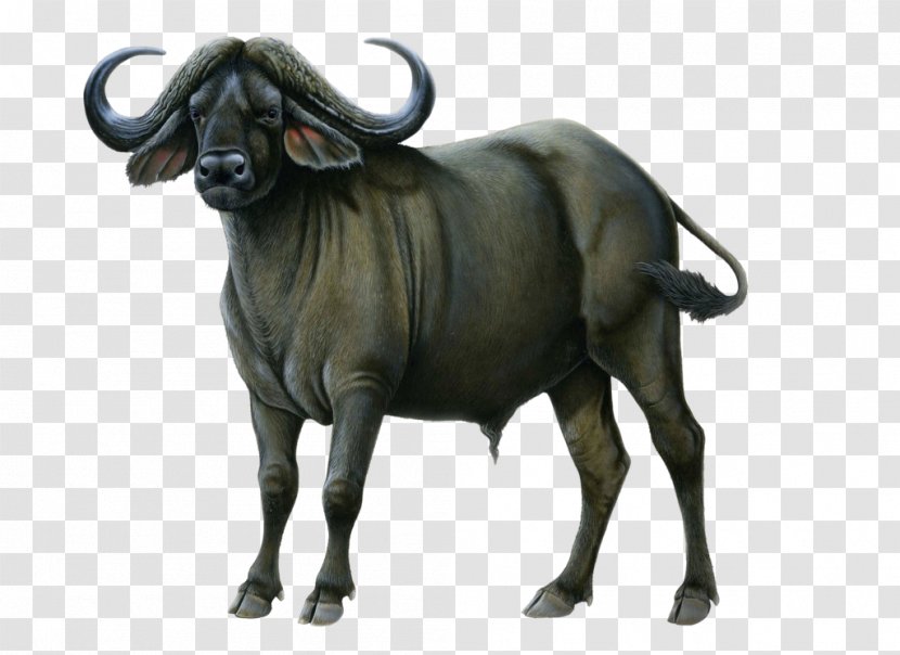 Buffalo Turbine LLC Wiki - Cow Goat Family - Picture Transparent PNG