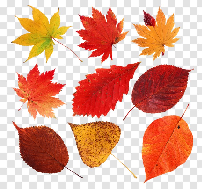 Leaf Autumn Leaves Clip Art Image Petal - Eye Transparent PNG