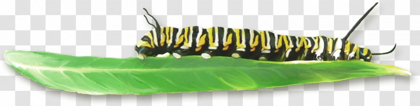 Caterpillar Insect Leaf - Green Transparent PNG