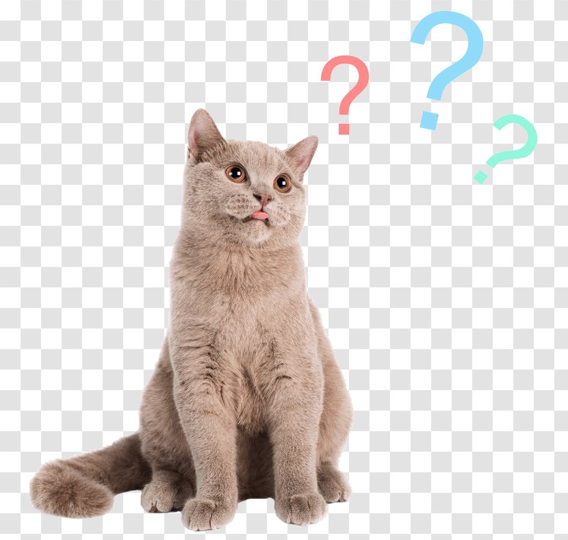 Cat Stock Photography Royalty-free Dog Felidae - Domestic Short Haired Transparent PNG