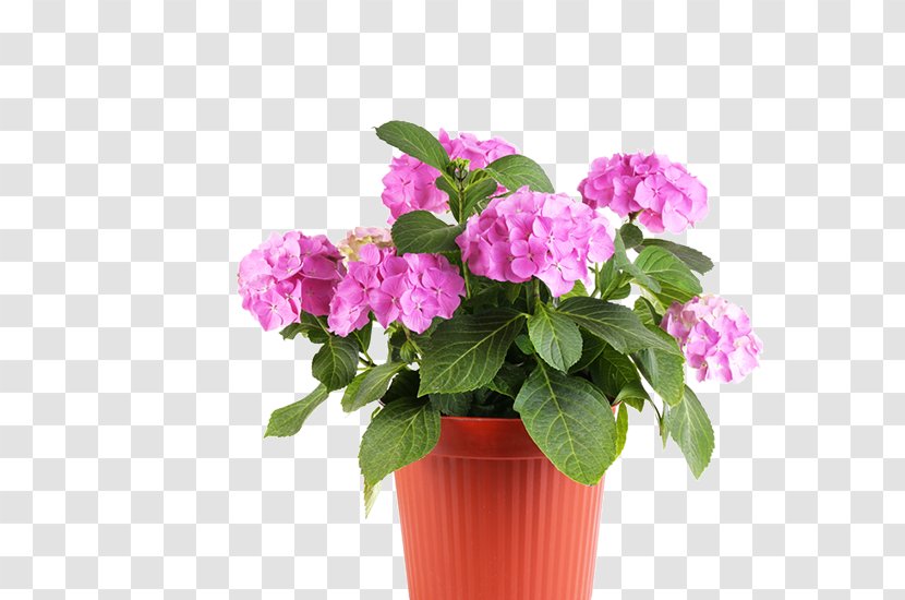 Nursery Flowerpot Garden Plant - Hydrangea Transparent PNG