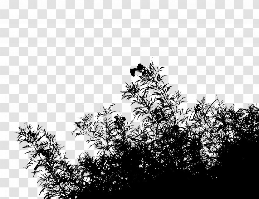Flora Vegetation Desktop Wallpaper Computer Leaf - Branch - Woody Plant Transparent PNG