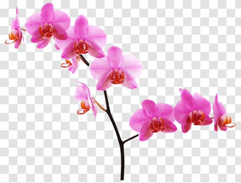 Orchids Pink Flowers Desktop Wallpaper - Flower - Fuchsia Frame Transparent PNG