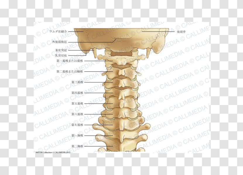 Process Cervical Vertebrae Vertebral Column Anatomy Atlas - Bone - Skeleton Transparent PNG