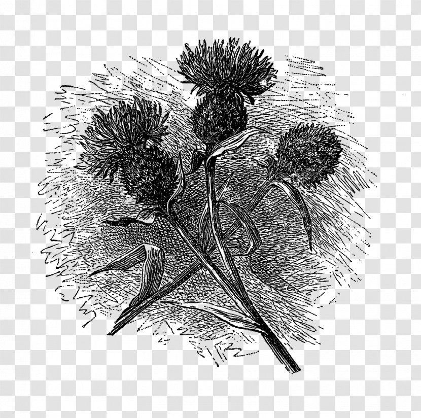 Flower Drawing Black And White Botanical Illustration Transparent PNG