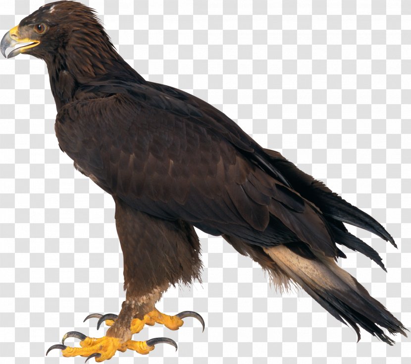 Bald Eagle Clip Art - Wing Transparent PNG