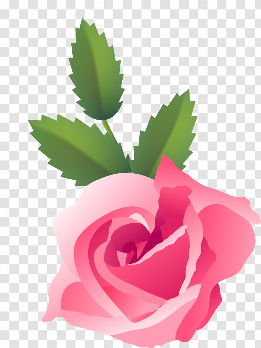 Garden Roses Centifolia Still Life: Pink Dog-rose Floribunda - Rosa Rubiginosa - Flower Transparent PNG