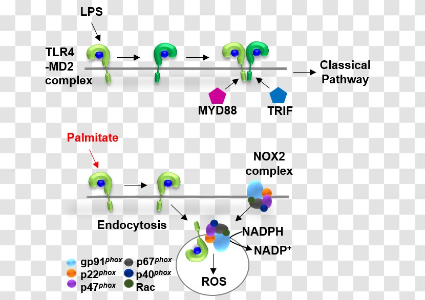 TLR4 Toll-like Receptor MYD88 TRIF - Nadph Oxidase - Lim Jeonghee Transparent PNG