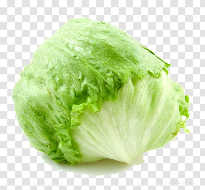 Vegetable Iceberg Lettuce Vegetarian Cuisine Butterhead Salad Transparent PNG