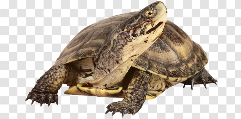 Box Turtle Common Snapping Tortoise Reptile Transparent PNG