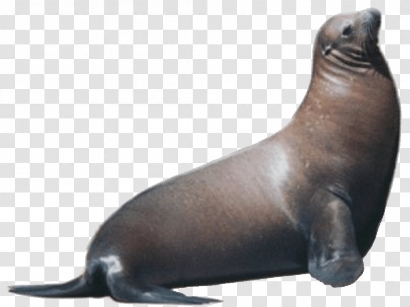 Sea Lion Pinniped Free Marine Mammal Clip Art - Walrus Transparent PNG