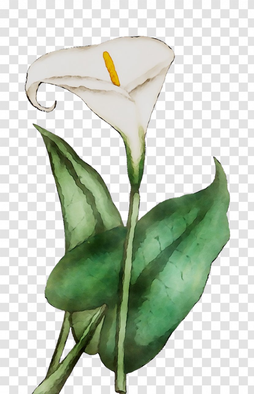 Arum Lilies Cut Flowers Plant Stem Rose Leaf Transparent PNG