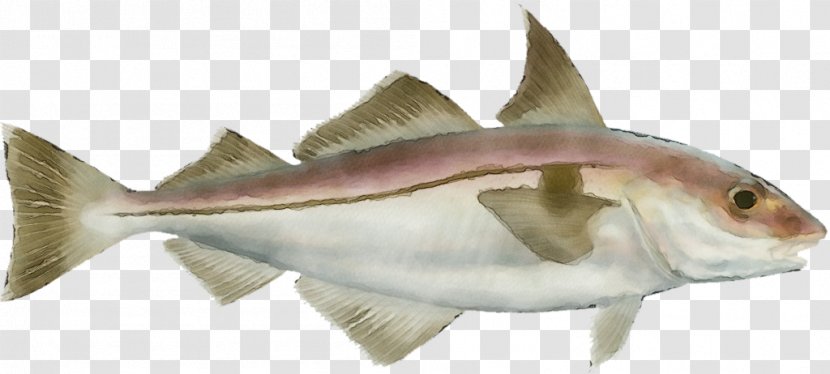 Fish Products Haddock Cod - Bonyfish Fin Transparent PNG