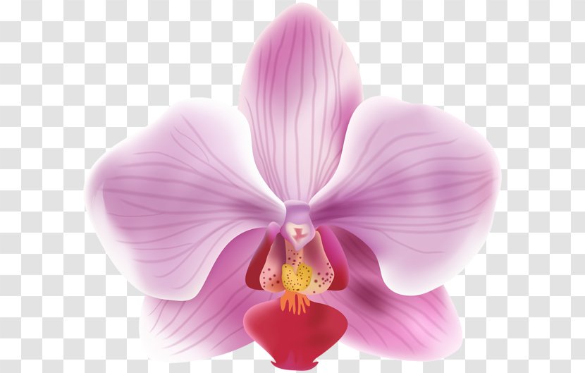 Picture Frames Moth Orchids - Violet - Red Orchid Transparent PNG