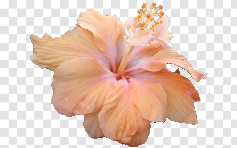 Shoeblackplant Mallows Flower - Orange - Tropical Transparent PNG