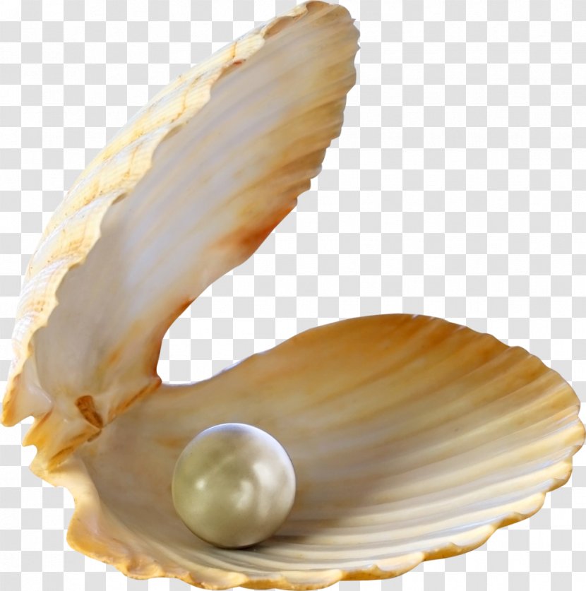 Oyster Pearl Seashell Stock Photography - Shankha Transparent PNG