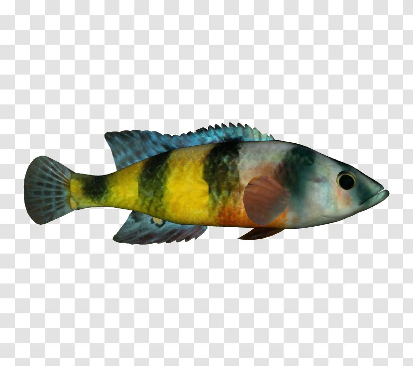 Perch Fauna Marine Biology Fish - Organism - Fynbos Transparent PNG