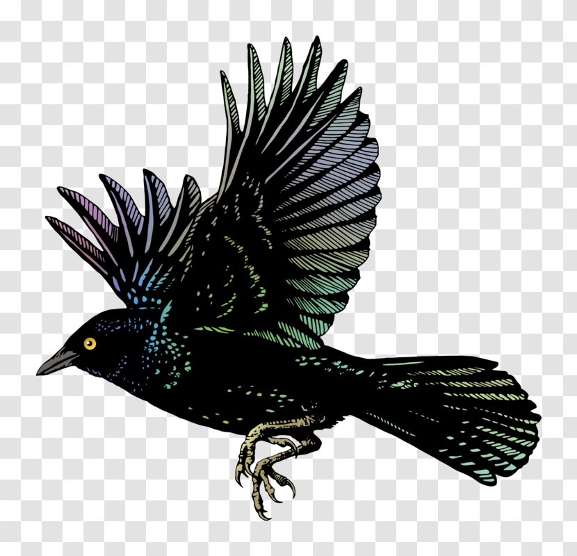 Common Blackbird American Crow Cross Fox Flight - Flying Transparent PNG