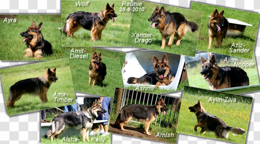Old German Shepherd Dog Breed Obedience Trial - Training - Ajith Images Transparent PNG