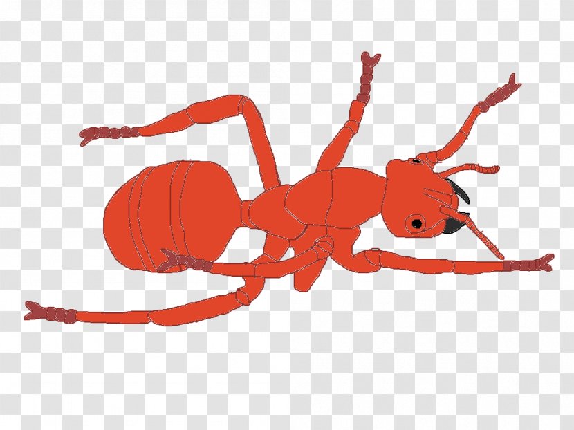 Insect K2 Line Clip Art Transparent PNG