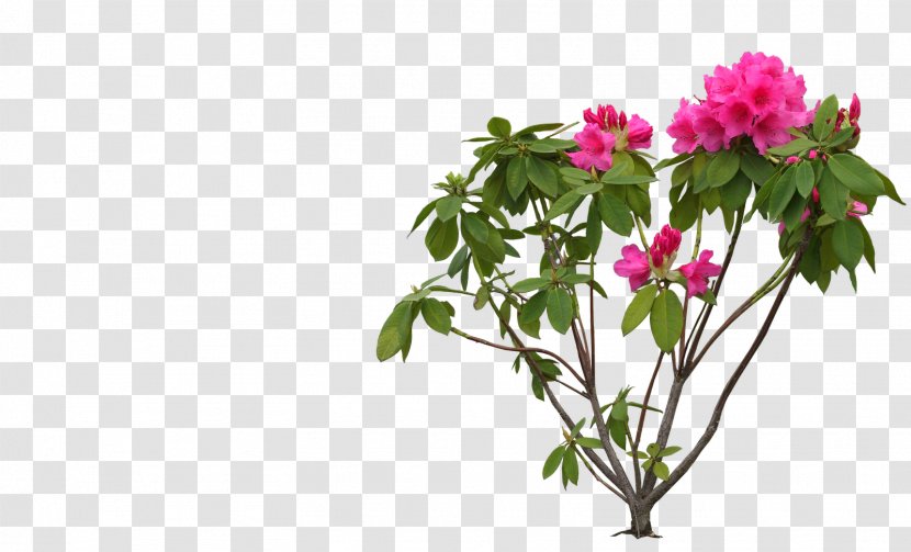 Flower Rhododendron Clip Art - Shrubs Transparent PNG