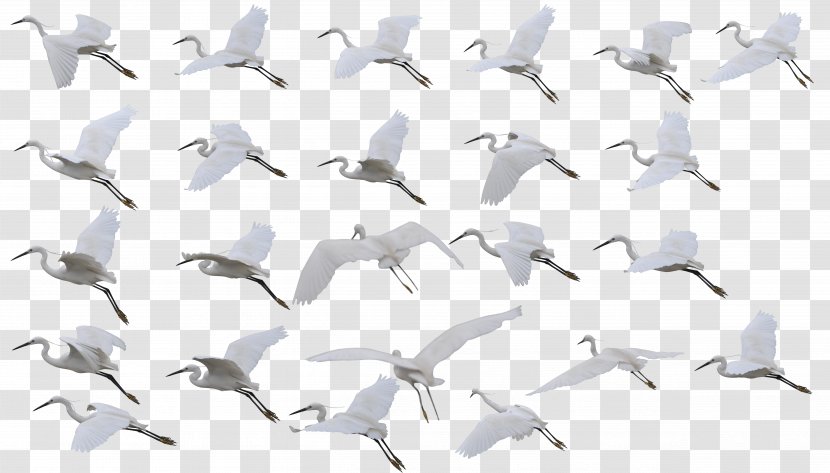 Siberian Crane Bird Flight Red-crowned - Ducks Geese And Swans - Creative Flying Transparent PNG