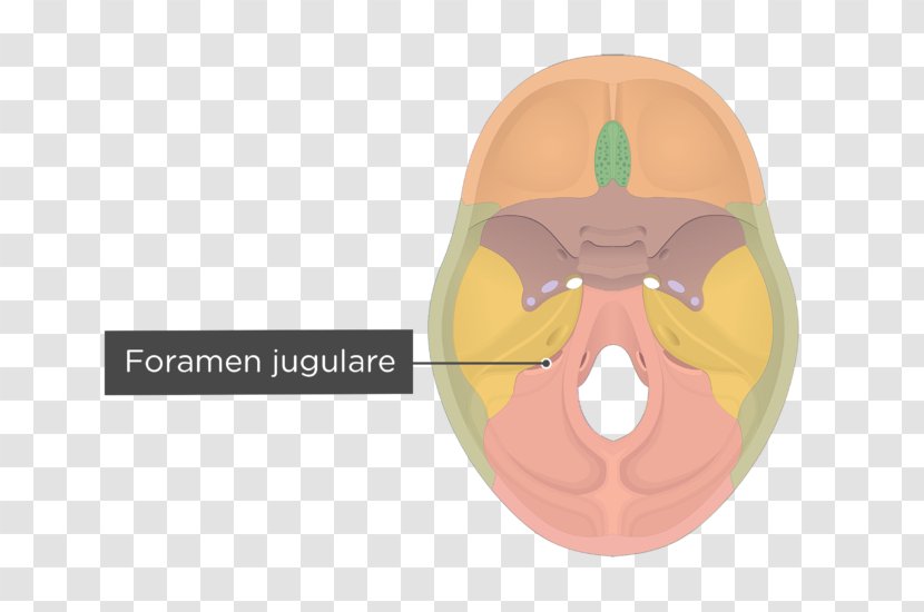 Occipital Bone Hypoglossal Canal Skull Internal Protuberance - Tree Transparent PNG