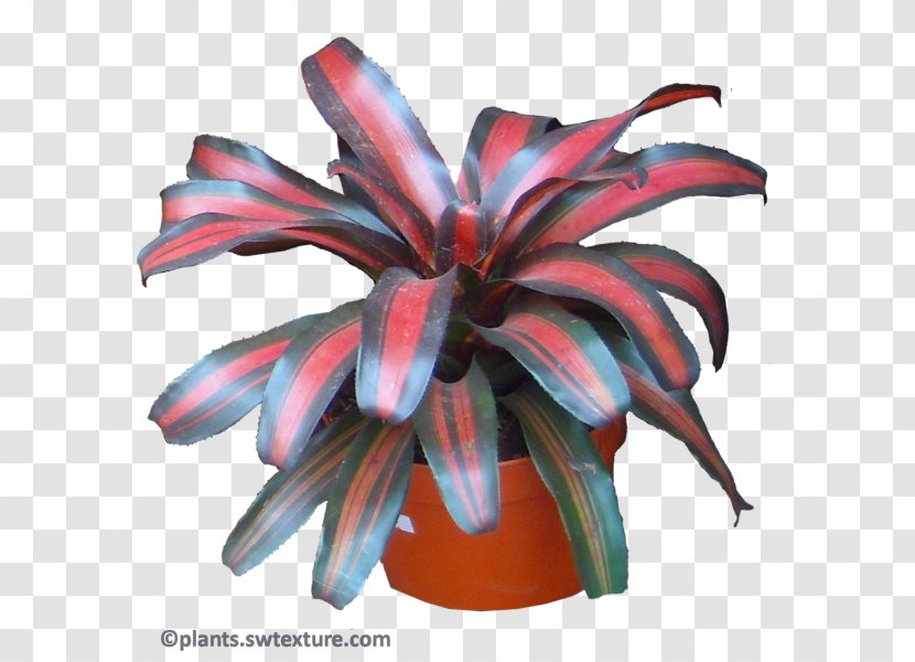 Bromeliads Neoregelia Johannis Margaretae Plant Flower - Burgundy - Dracaena Reflexa Transparent PNG