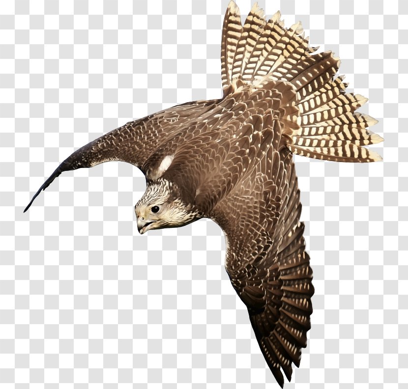 Bird Peregrine Falcon Saker Clip Art Transparent PNG